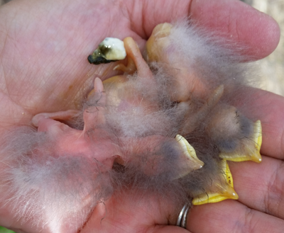 starling nestling
